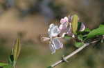 Southern crabapple